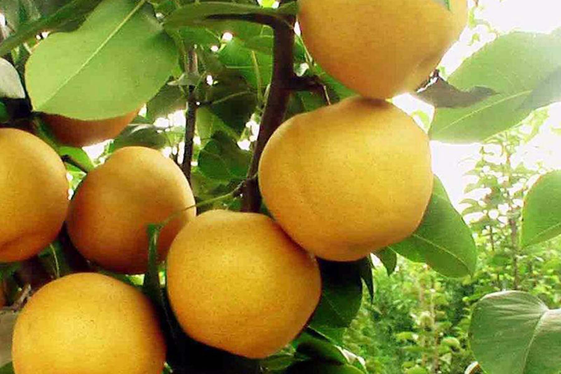 Xingao pear