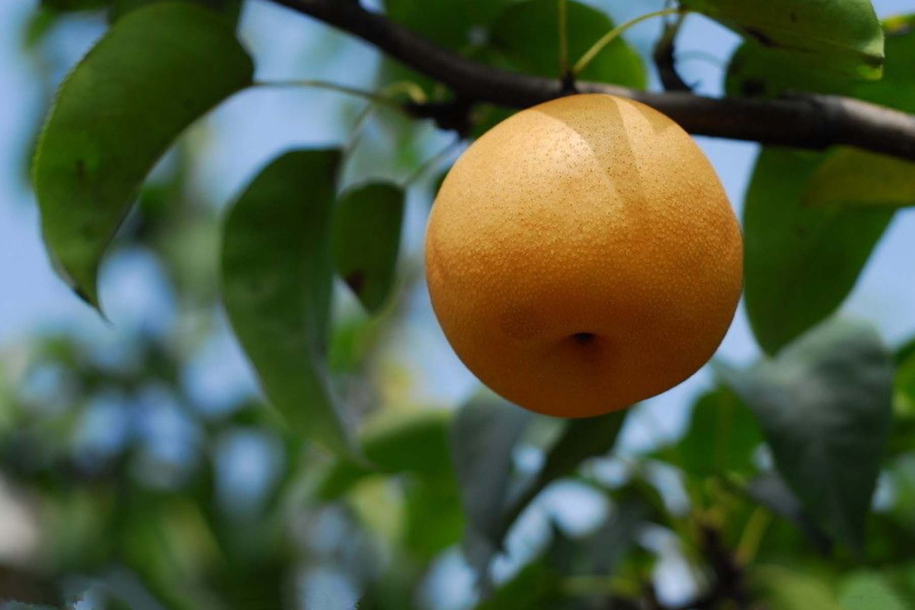 Fengshui pear