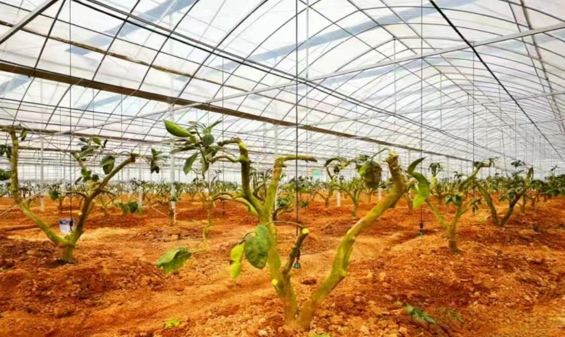 微信图片_20260130103615_1135_249.jpg 微信图片_20260130103615_1135_249.jpg